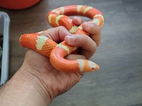 Albino Honduran Milk Snake