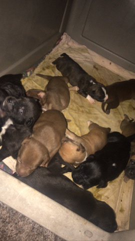 American pit bulls