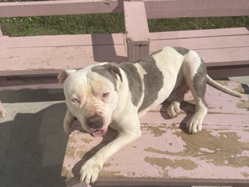 American Bulldog – xl bully – Loganville