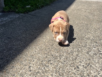 American Pit Bull Terrier – lexi – Richmond