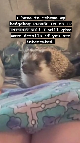 hedgehog – baby pet hedgehog
