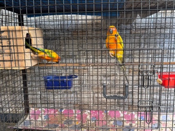 Sun Conure – sun corners – Hyderabad