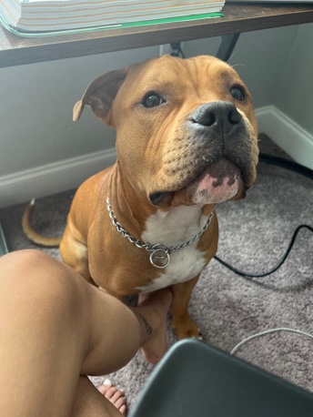 American Pit Bull Terrier – American Pitbull - Rosco