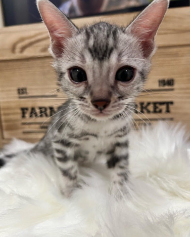 Bengal – Bengal kittens