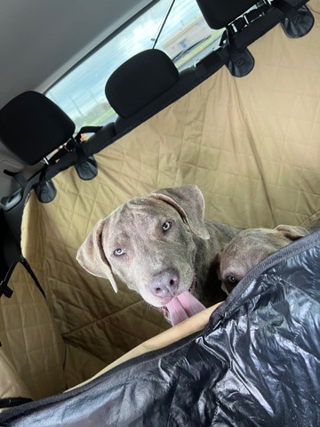 American Pit Bull Terrier โ Blue nose pit ๐ถ๐พ (Kenzo)