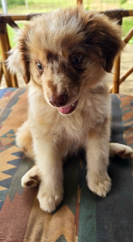 Australian Shepherd – AKC Australian Shepherd Puppies Red-Merle Female