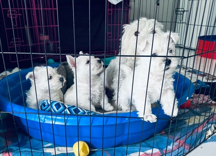 WestHighlandTerrier puppies!
