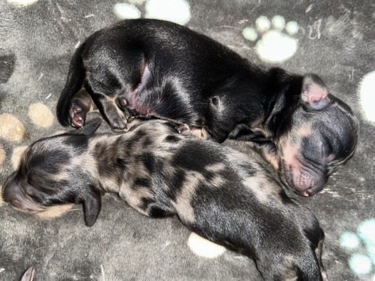 long haired miniature Dachshunds 