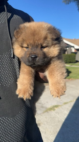 Puppy needs a new home