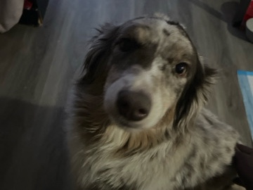 a beautiful dog named jinx