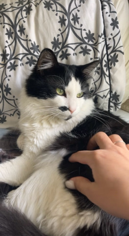 Maine Coon – Free cat ‼️ - needs to be rehomed asap
