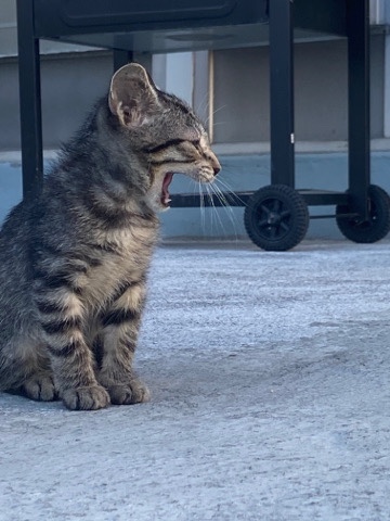 beautiful kitten
