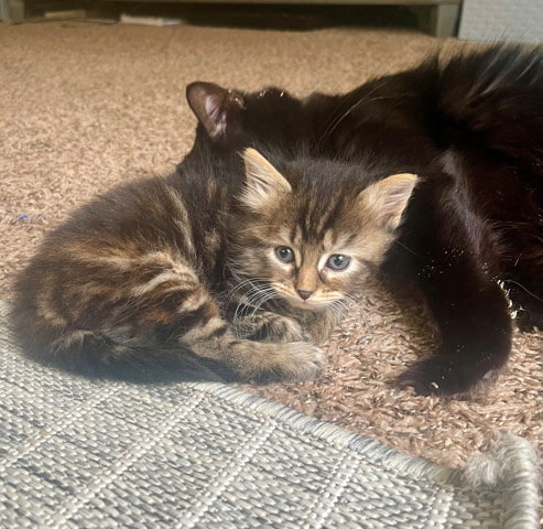 Beautiful kittens