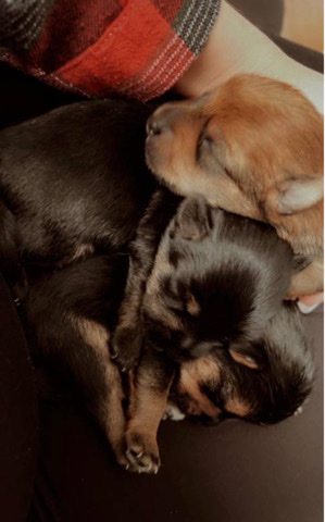 Yorkshire Terrier – Morkie/yorkie terrier