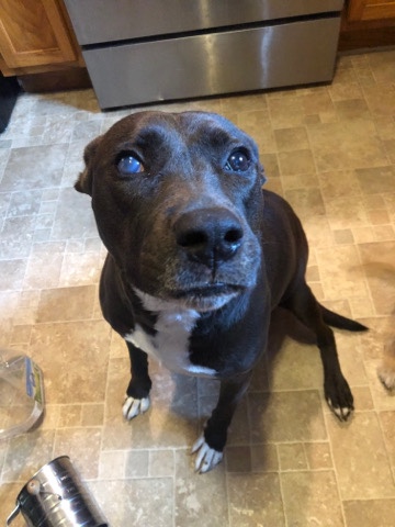 American Pit Bull Terrier – Ella Needs A Home