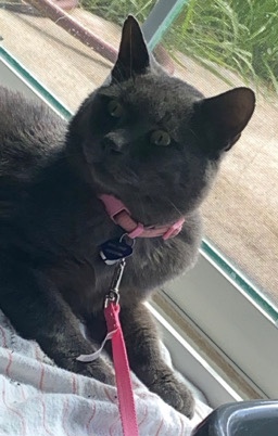 British Longhair – british shorthair rescue (Earl Grey:)