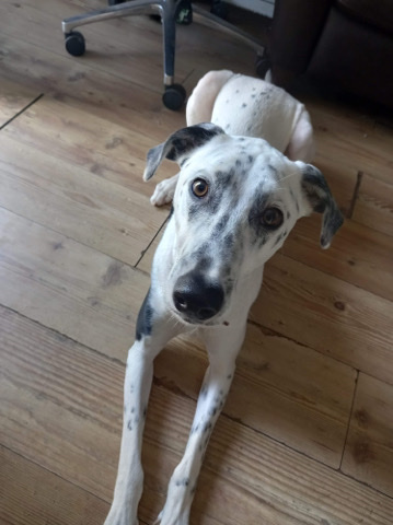 Dalmatian – Hank