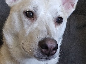 Siberian Husky - husky femelle  available for adoption in Terrebonne