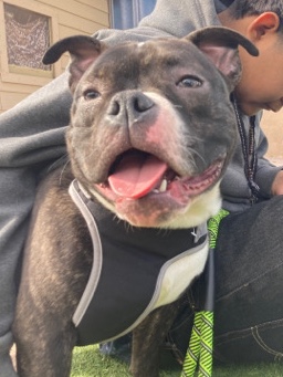 selling micro bully,8 months