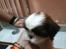 Akbash Dog – female dog shitzu – Khatoo