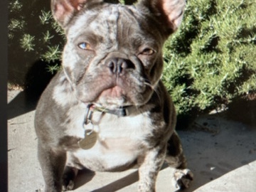 French Bulldog – Merle French Bull dog – Turlock