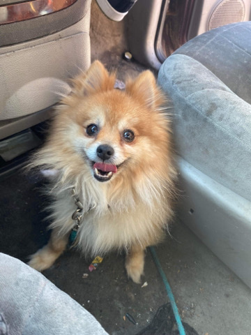 Pomeranian – Pomeranian for sell 800