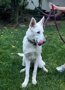 German Shepherd – German Shepherd for sale