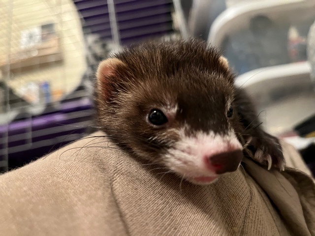 ferret – 2 male ferrets