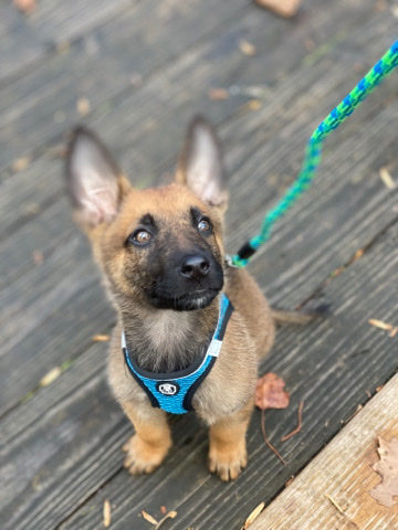 German Shepherd – German shepherd puppy