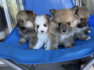 Pomeranian – Pomeranian – Orlando