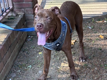 American Pit Bull Terrier – Red Fawn Xl Pitbull 7 months – New York
