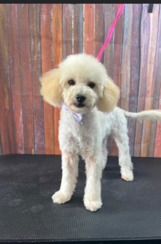 Poodle – toy poodle