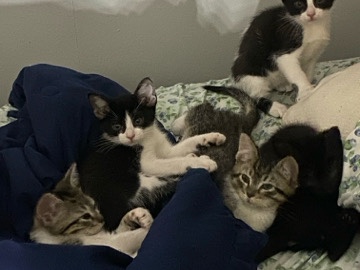 5 kittens looking for a forever home