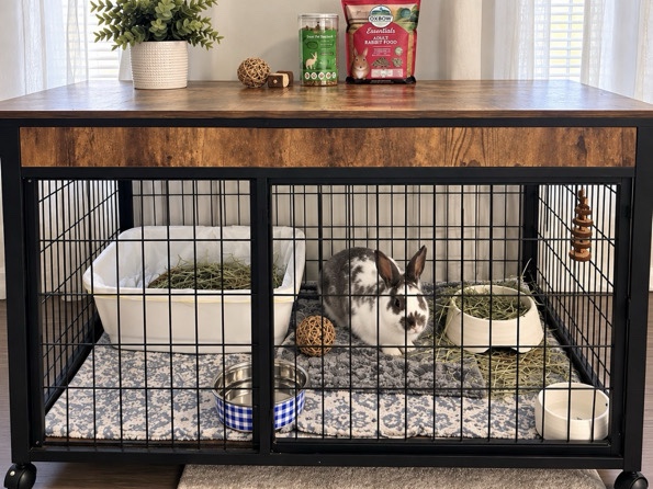 Polish – Looking to Rehome Hank – 1½-Year-Old Purebred Polish Rabbit – Columbus