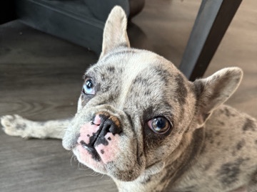 French Bulldog – French Bulldog – Flowery Branch