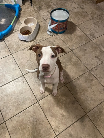 Boxer – 19 week old Boxer