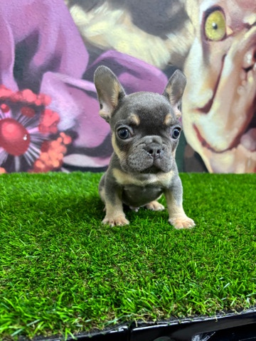French Bulldog – Tony