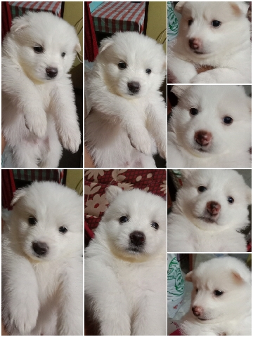 Pomeranian – Pomeranian pupp