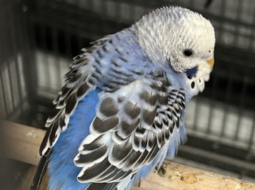 Parakeet – Charming Blue & Black Parakeet Looking for a Lovin