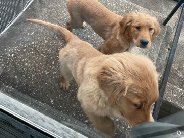 Golden Retriever – 2 golden retrievers