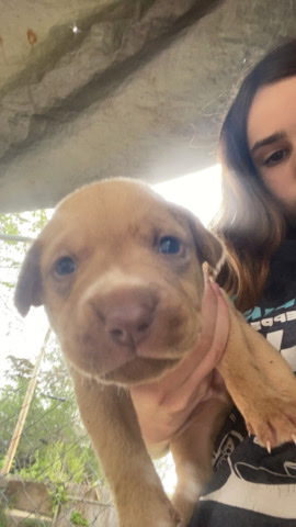 American Pit Bull Terrier – puppys