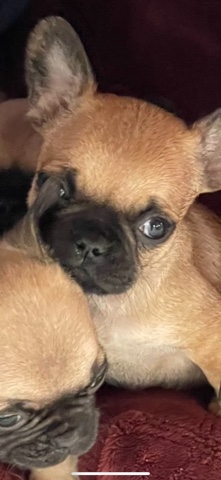 Pug – Frenchie pugs