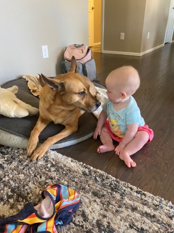 Rhodesian Ridgeback – 11 year old sweet dog