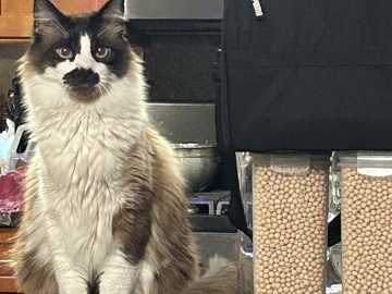 Siamese – 📌 Rehoming Two Beloved Cats – Urgent – Ontario