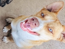 Siberian Husky – Alaskan Husky mix – Winter Haven