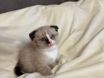 British Shorthair – Katzen verkaufen – Vienna