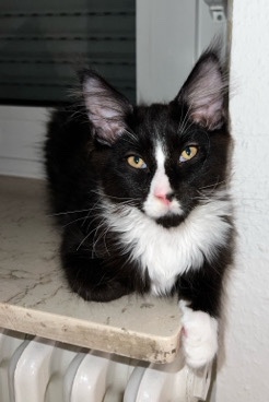 Maine Coon – Maine **** Kitten/Kater