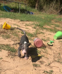American Pit Bull Terrier – ‼️ little female black and white foster puppy‼️