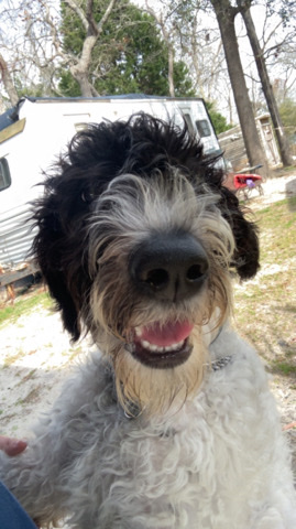 Labrador Retriever – Labradoodle