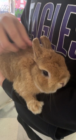 selling dwarf netherland rabbit